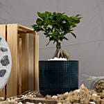 Ficus Bonsai in a Premium Planter