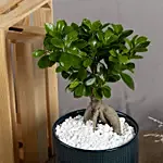 Ficus Bonsai in a Premium Planter