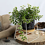 Ficus Sunny Plant Small