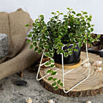 Ficus Sunny Plant Small