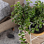 Ficus Sunny Plant Small