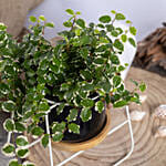 Ficus Sunny Plant Small