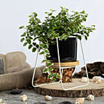 Ficus Sunny Plant Small