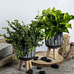 Golden Pothos and Ficus White Sunny Duo