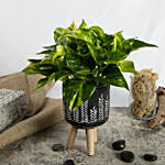 Golden Pothos and Ficus White Sunny Duo
