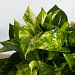 Golden Pothos in a Legged Planter