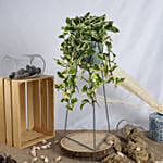 Joy Pothos in a Premium Stand