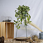 Joy Pothos in a Premium Stand