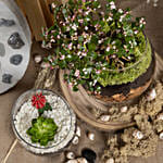 Low Maintenance Plant Combo