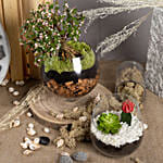 Low Maintenance Plant Combo