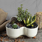 Luck and Air Purifying Dish Garden