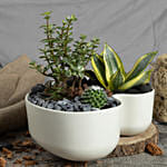 Luck and Air Purifying Dish Garden