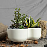Luck and Air Purifying Dish Garden