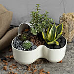 Luck and Air Purifying Dish Garden