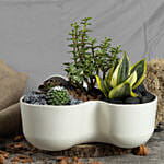 Luck and Air Purifying Dish Garden