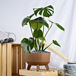 Magical Monstera Deli cosa Plant