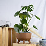 Magical Monstera Deli cosa Plant