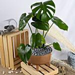 Magical Monstera Deli cosa Plant