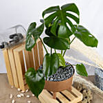 Magical Monstera Deli cosa Plant