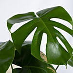 Magical Monstera Deli cosa Plant