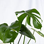 Magical Monstera Deli cosa Plant