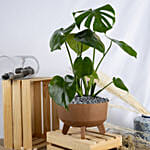 Magical Monstera Deli cosa Plant