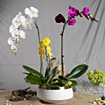 Multicolor Orchid Plants in Premium Pot