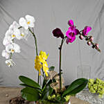 Multicolor Orchid Plants in Premium Pot