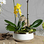 Multicolor Orchid Plants in Premium Pot