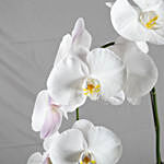 Multicolor Orchid Plants in Premium Pot
