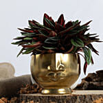 Natures Beauty Peperomia Caperata Plant