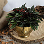 Natures Beauty Peperomia Caperata Plant