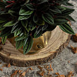 Natures Beauty Peperomia Caperata Plant