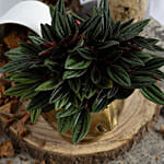 Natures Beauty Peperomia Caperata Plant