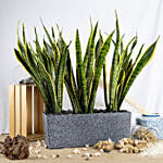 Nature s Finest Air Purifying Snake Plant Garden