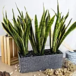 Nature s Finest Air Purifying Snake Plant Garden