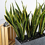 Nature s Finest Air Purifying Snake Plant Garden