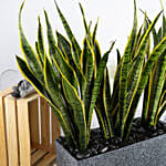 Nature s Finest Air Purifying Snake Plant Garden