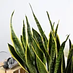 Nature s Finest Air Purifying Snake Plant Garden