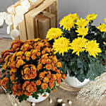 Orange and Yellow Chrysanthamum Plant