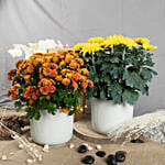 Orange and Yellow Chrysanthamum Plant