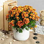 Orange and Yellow Chrysanthamum Plant