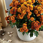 Orange Chrysanthamum Plant