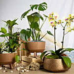Orchid and Alluring Green Plant Trio