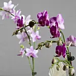 Orchid Plants Beauty Arrangement