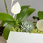 Orchid Plants Beauty Arrangement