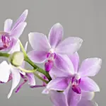 Orchid Plants Beauty Arrangement