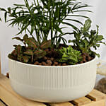 Parlor Palm Dish Garden