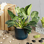 Philodendron Birkin