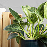 Philodendron Birkin